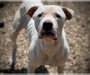 Dogo Argentino-Unknown Mix Dogs for adoption in St. Cloud, FL, USA