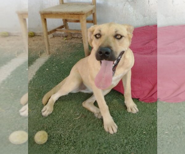 Medium Photo #4 Mutt Puppy For Sale in Apple Valley, CA, USA