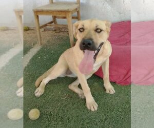 Amarilla - Female Mutt Dog for Adoption - Photo #4