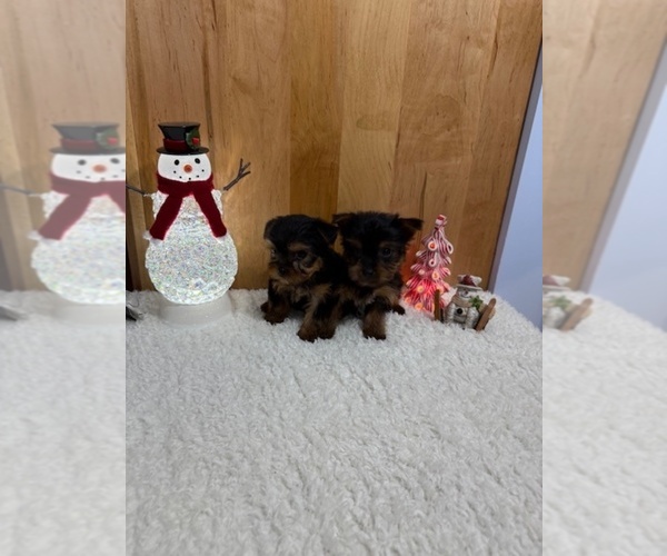 Medium Photo #1 Yorkshire Terrier Puppy For Sale in MUNFORDVILLE, KY, USA