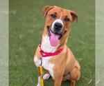Small Golden Retriever Mix