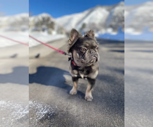 Mother of the French Bulldog puppies born on 01/22/2023