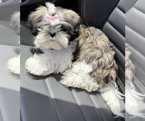 Shih Tzu Puppy for Sale in ROME, Georgia USA