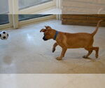 Small #2 Mutt