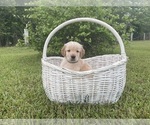 Puppy Bear Golden Retriever