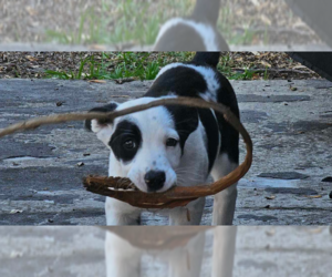 Mutt Dogs for adoption in Tampa, FL, USA