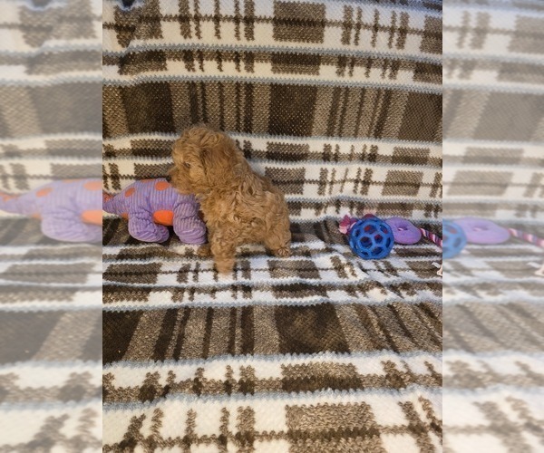 Medium Photo #1 Poodle (Toy) Puppy For Sale in DENVER, CO, USA