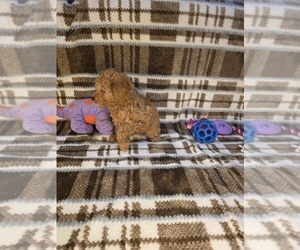 Medium Poodle (Toy)