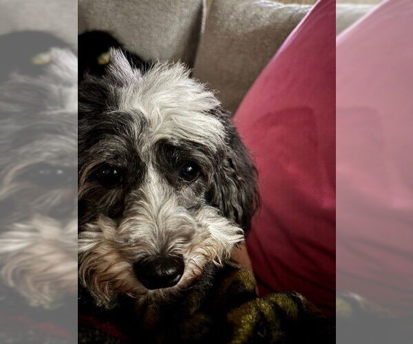 Medium Photo #3 Coton de Tulear Puppy For Sale in Fort Wayne, IN, USA