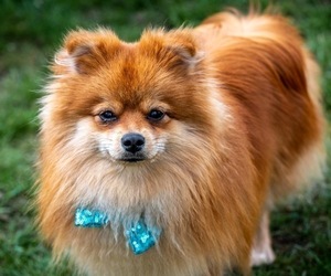 Father of the Pomeranian puppies born on 02/10/2024