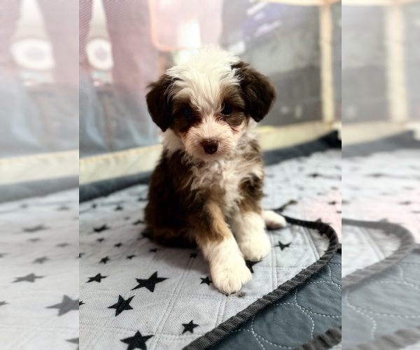 Medium Photo #1 Aussiedoodle Puppy For Sale in SMICKSBURG, PA, USA