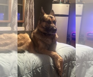 Father of the German Shepherd Dog puppies born on 05/09/2025