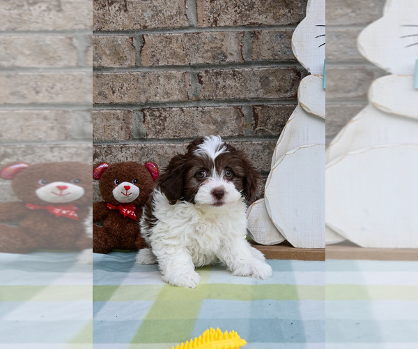 Medium Photo #5 Havapoo Puppy For Sale in GUTHRIE, KY, USA