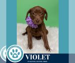 Small #3 Labrador Retriever Mix