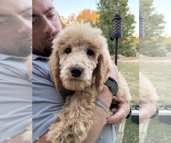 Medium Photo #3 Poodle (Standard) Puppy For Sale in STONEVILLE, NC, USA