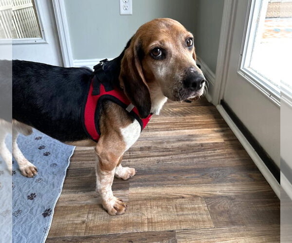 Medium Photo #6 Beagle Puppy For Sale in Dunnellon, FL, USA