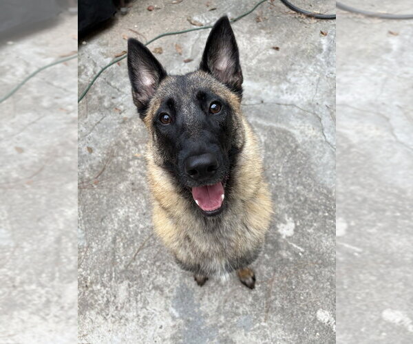 Medium Photo #1 Mutt Puppy For Sale in Imlay City, MI, USA