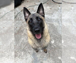 Mutt Dogs for adoption in Imlay City, MI, USA