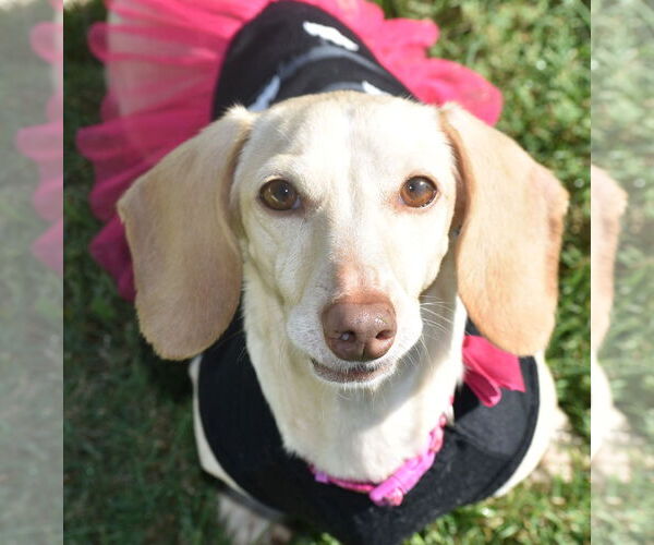 Medium Photo #11 Dachshund Puppy For Sale in Shelbyville, TN, USA