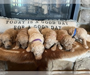 Goldendoodle-Poodle (Standard) Mix Puppy for sale in RICHLAND, MO, USA
