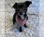 Small #2 Chihuahua Mix