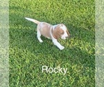 Puppy Rocky Beagle
