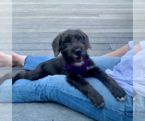 Mutt Dogs for adoption in Wheaton, IL, USA