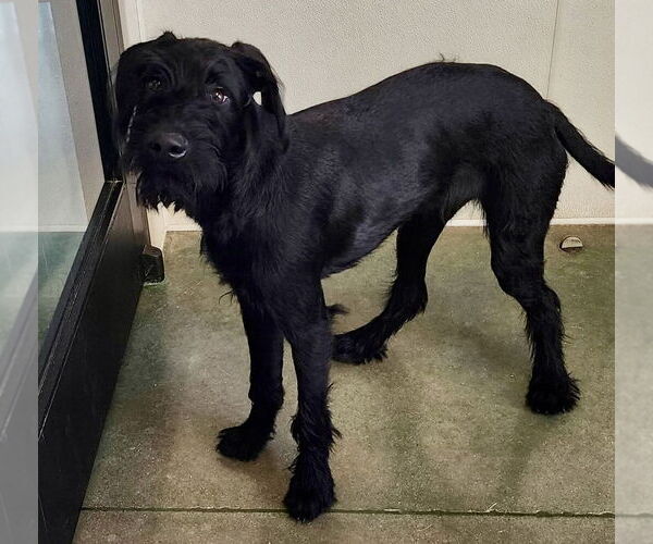 Medium Photo #1 GIANT SCHNAUZER -German Shorthaired Pointer Mix Puppy For Sale in Oak Bluffs, MA, USA