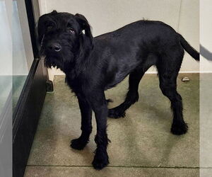 GIANT SCHNAUZER -German Shorthaired Pointer Mix Dogs for adoption in Oak Bluffs, MA, USA