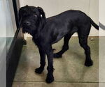 Small GIANT SCHNAUZER -German Shorthaired Pointer Mix