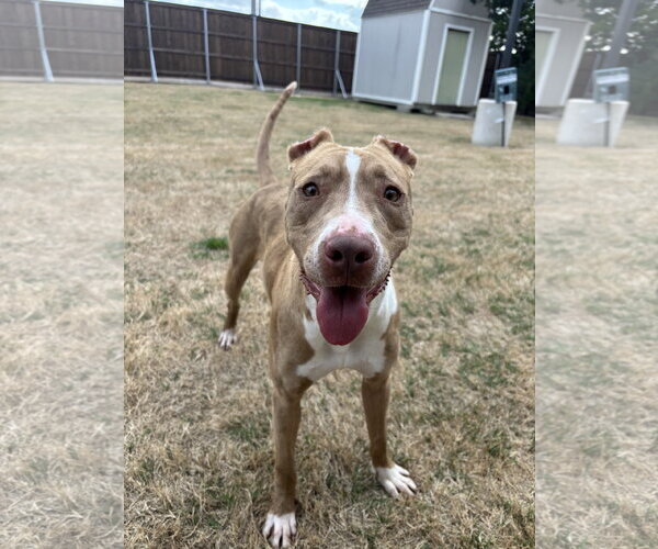 Medium Photo #4 American Pit Bull Terrier-Unknown Mix Puppy For Sale in McKinney, TX, USA