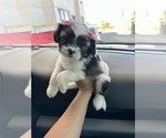Small Photo #11 Maltipoo Puppy For Sale in ALBUQUERQUE, NM, USA