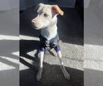 Small Mutt