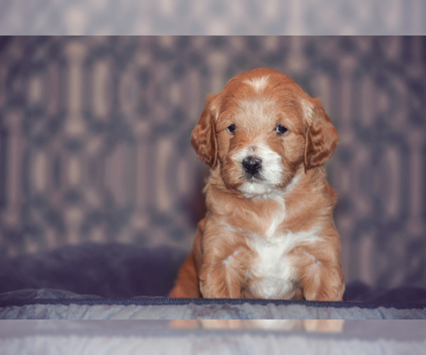 Medium Photo #6 Cock-A-Poo Puppy For Sale in MANAHAWKIN, NJ, USA