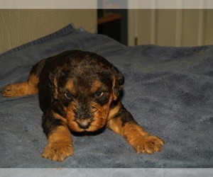 Medium Airedale Terrier
