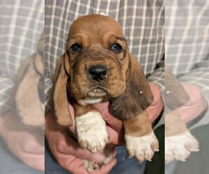 Basset Hound Puppy for Sale in FREDERICKSBURG, Texas USA