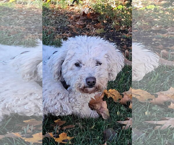 Medium Photo #10 Bichon Frise Puppy For Sale in Mukwonago, WI, USA