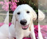Small #7 Great Pyrenees
