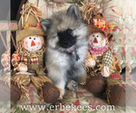 Small Photo #75 Keeshond Puppy For Sale in FAYETTEVILLE, TN, USA