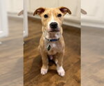 Small #8 American Pit Bull Terrier-Catahoula Leopard Dog Mix