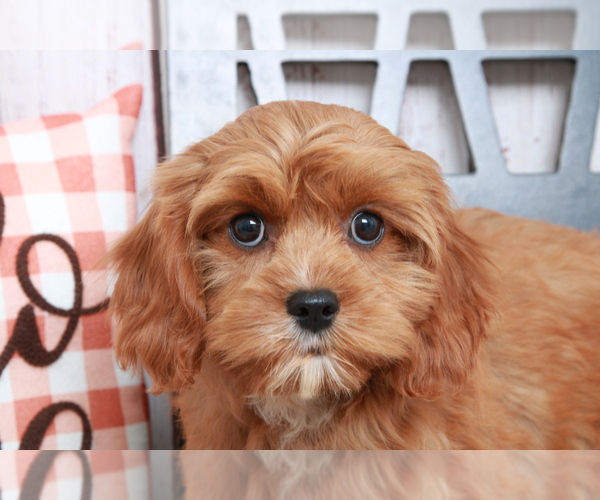 Medium Photo #4 Cavapoo Puppy For Sale in MARIETTA, GA, USA