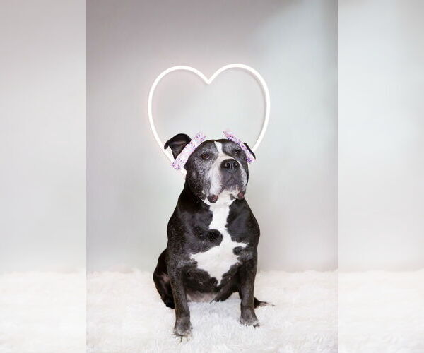 Medium Photo #24 American Staffordshire Terrier Puppy For Sale in Caldwell, NJ, USA