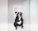 Small #23 American Staffordshire Terrier