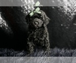 Small Photo #3 Poodle (Miniature) Puppy For Sale in WARSAW, IN, USA