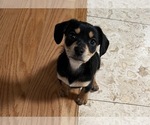 Small Dachshund