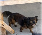 Small Photo #3 Mutt Puppy For Sale in Raleigh, NC, USA
