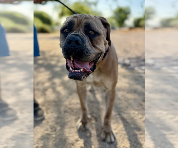 Medium Photo #1 Mastiff Puppy For Sale in Goodyear, AZ, USA