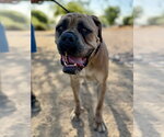 Small Mastiff