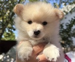 Small Pomeranian