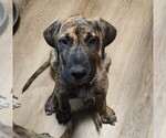 Small #2 Irish Dane